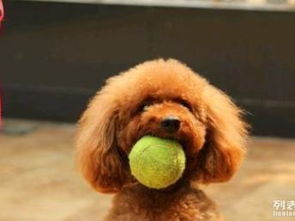 上海最大专业酒店式宠物寄养训练中心招募启动