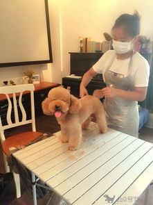 亲测 爆爽的宠物美容造型上门一条龙服务
