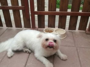 沙河专业猫咪狗狗寄养服务 全天候关爱您的宠物伙伴